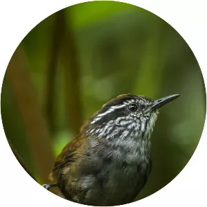 Munchique wood wren
