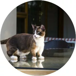 Munchkin cat