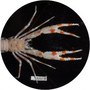 Munididae