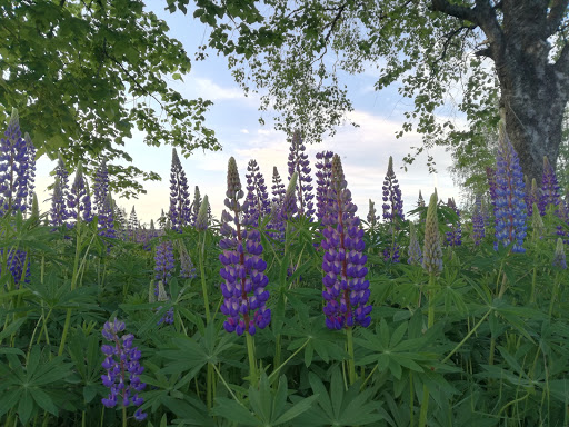 Munkfors Munkerud - Bus stop in Munkfors, Sweden