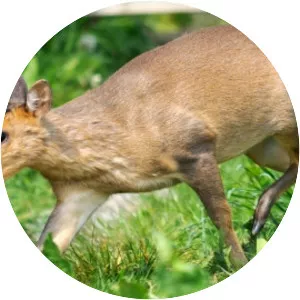 Muntjac