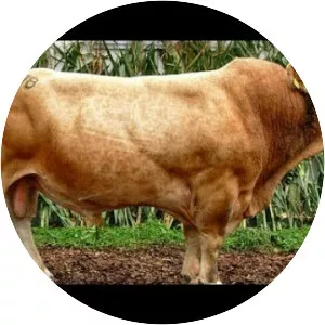 Murboden cattle