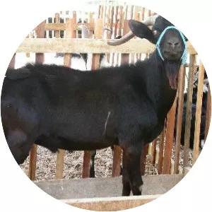 Murciana goat - Goat breed