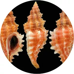 Muricopsis cristata - 