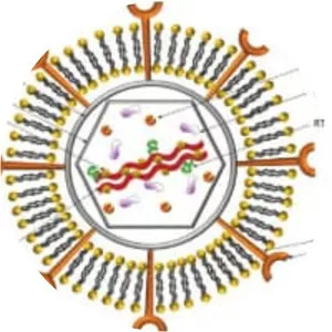 Murine leukemia virus