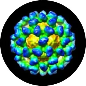Murine norovirus