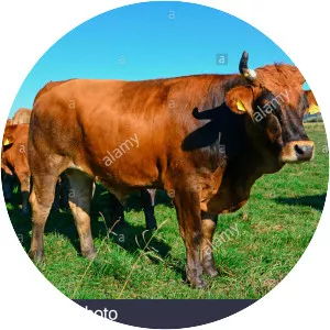 Murnau-Werdenfels Cattle
