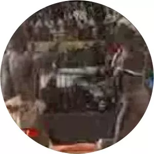 Musa Gibril Bala Gaye