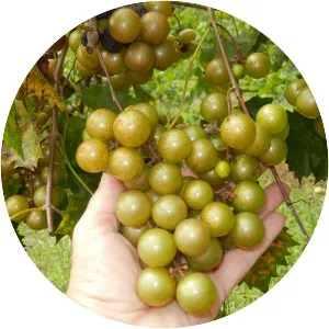 Muscadine - Plants