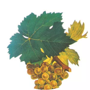 Muscat Blanc à Petits Grains