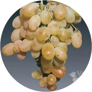 Muscat of Alexandria