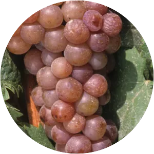 Muscat Rose à Petits Grains