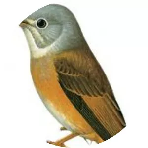 Muscicapa