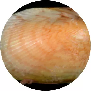 Musculus lateralis - 