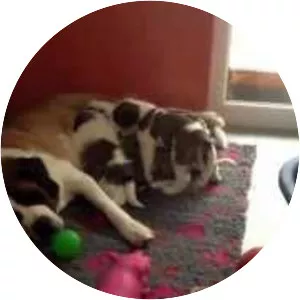 Musée et Chiens du SaintBernard