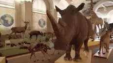 Muséum d'histoire naturelle de Marseille