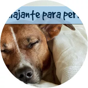 Música Relajante para Perros