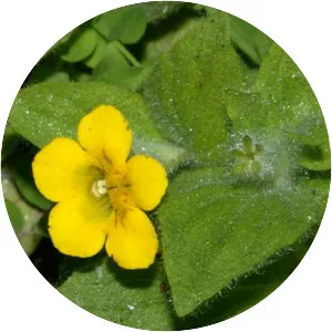 Musk monkeyflower