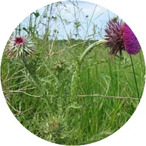 Musk thistle - Plants