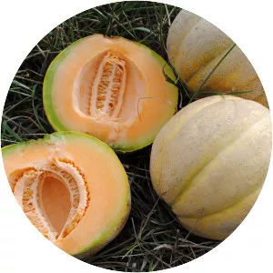 Muskmelon