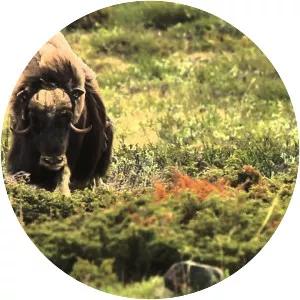 Muskox