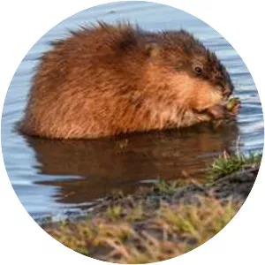 Muskrat