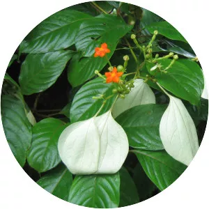 Mussaenda frondosa