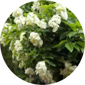 Mussaenda philippica - 