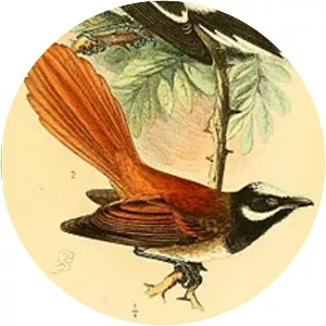 Mussau fantail - Bird