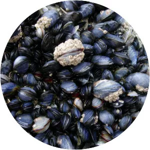 Mussel
