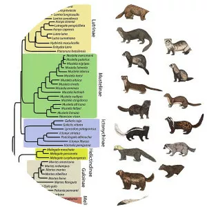 Mustelids