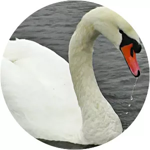 Mute swan