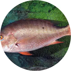 Mutton snapper