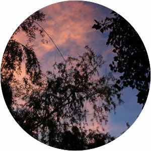 MVEJIMV - Musical artist