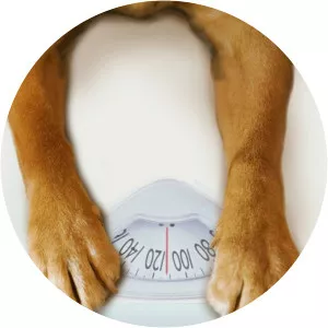 My Big Fat Pet Makeover