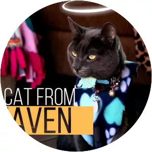 My Cat From Heaven - TV program