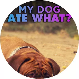 My Dog Ate What? - TV program