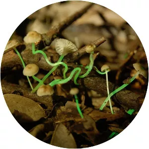 Mycena luxaeterna