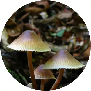 Mycena