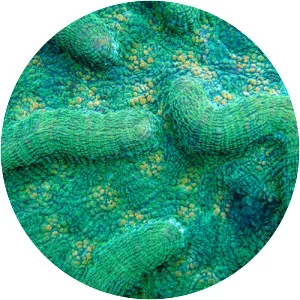 Mycetophyllia ferox - 