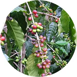 Mycosphaerella coffeicola