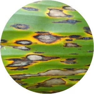 Mycosphaerella musicola