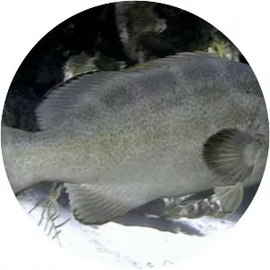 Mycteroperca interstitialis