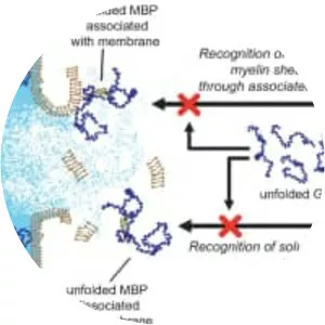 Myelin basic protein photograph