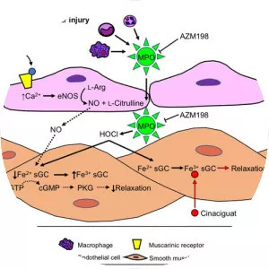 Myeloperoxidase - Protein