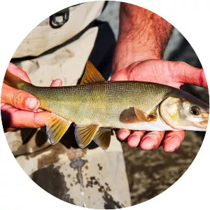 Mylopharodon conocephalus