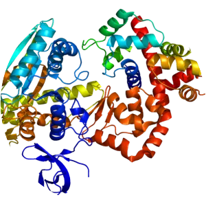 MYO6 - Protein