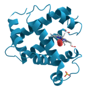 Myoglobin