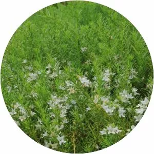 Myoporum parvifolium