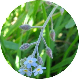Myosotis arvensis - Plants